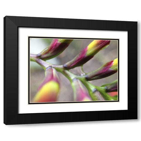 Spine I Black Modern Wood Framed Art Print with Double Matting by Grayscale