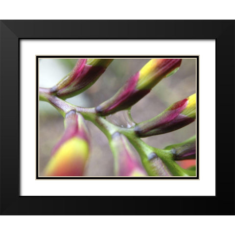 Spine I Black Modern Wood Framed Art Print with Double Matting by Grayscale