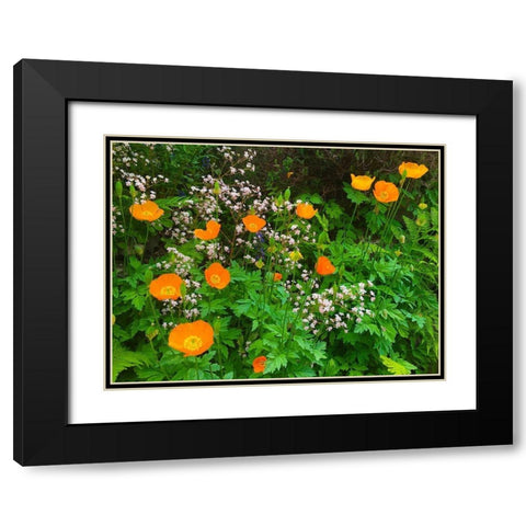 Orange Poppy Nest I Black Modern Wood Framed Art Print with Double Matting by Grayscale