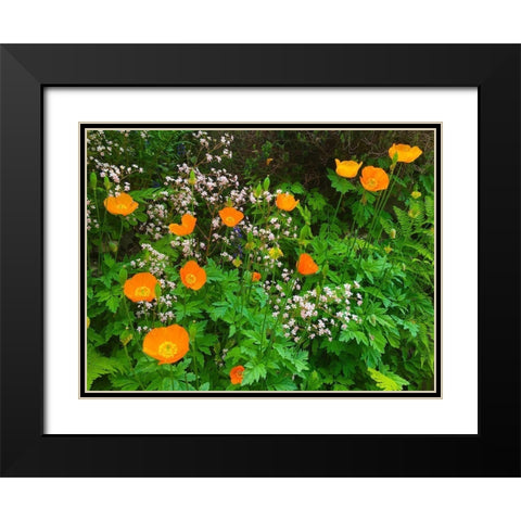 Orange Poppy Nest I Black Modern Wood Framed Art Print with Double Matting by Grayscale