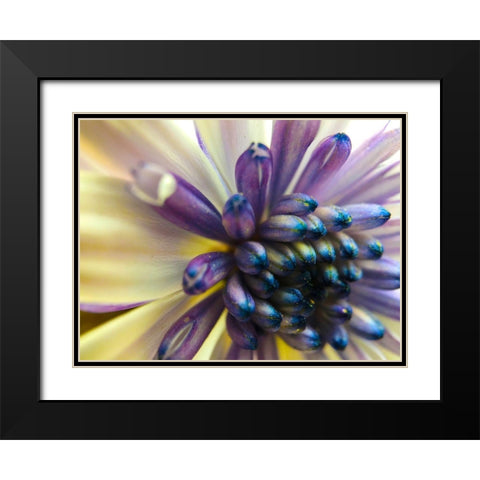 Bloom I Black Modern Wood Framed Art Print with Double Matting by Grayscale