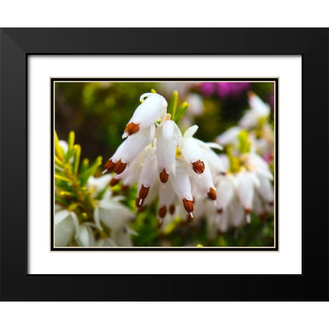 White Cluster I Black Modern Wood Framed Art Print with Double Matting by Grayscale