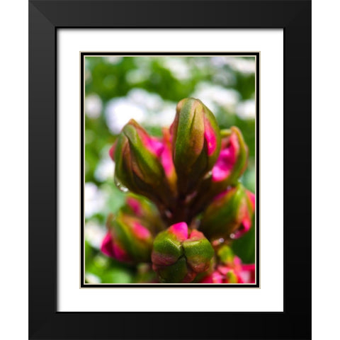 Flower Knot I Black Modern Wood Framed Art Print with Double Matting by Grayscale