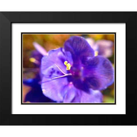 Purple Bloom I Black Modern Wood Framed Art Print with Double Matting by Grayscale