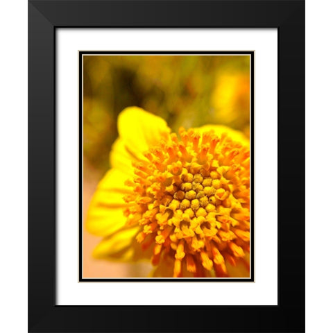 Yellow Cluster I Black Modern Wood Framed Art Print with Double Matting by Grayscale