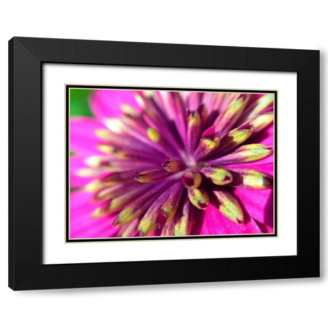 Pink Cluster III Black Modern Wood Framed Art Print with Double Matting by Grayscale