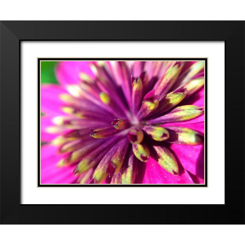 Pink Cluster III Black Modern Wood Framed Art Print with Double Matting by Grayscale