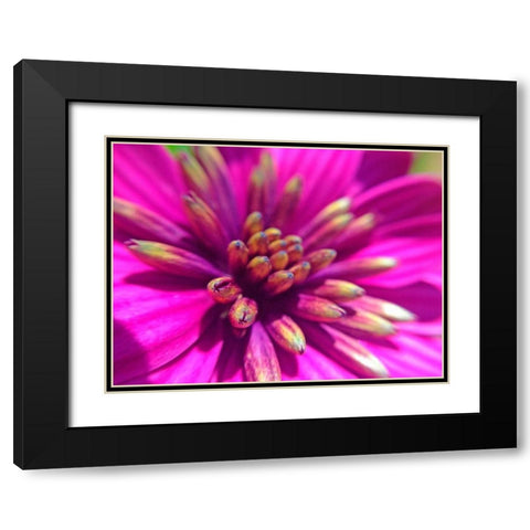 Pink Cluster IV Black Modern Wood Framed Art Print with Double Matting by Grayscale