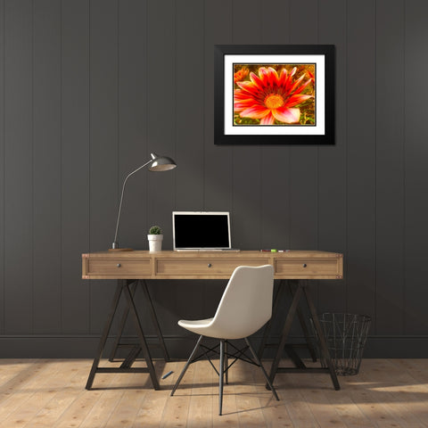 Candy Striped Bloom I Black Modern Wood Framed Art Print with Double Matting by Grayscale