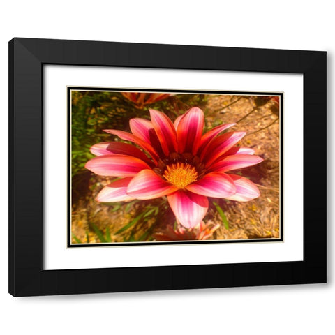 Candy Striped Bloom II Black Modern Wood Framed Art Print with Double Matting by Grayscale