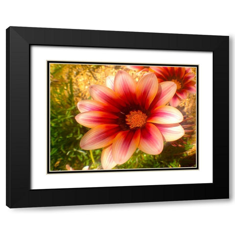 Candy Striped Bloom III Black Modern Wood Framed Art Print with Double Matting by Grayscale