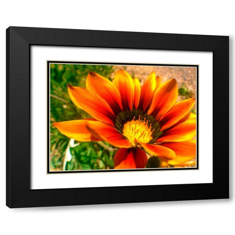Candy Striped Bloom IV Black Modern Wood Framed Art Print with Double Matting by Grayscale