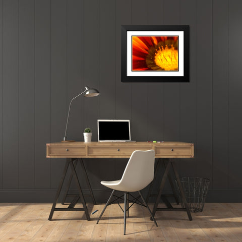 Candy Striped Bloom V Black Modern Wood Framed Art Print with Double Matting by Grayscale