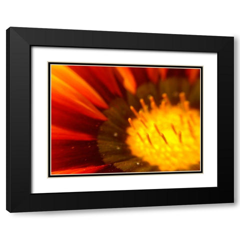 Candy Striped Bloom V Black Modern Wood Framed Art Print with Double Matting by Grayscale