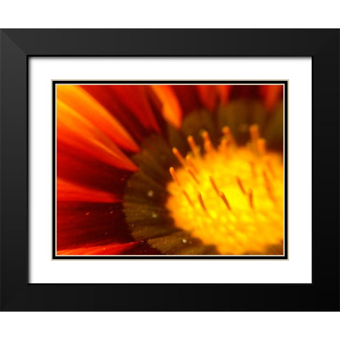 Candy Striped Bloom V Black Modern Wood Framed Art Print with Double Matting by Grayscale