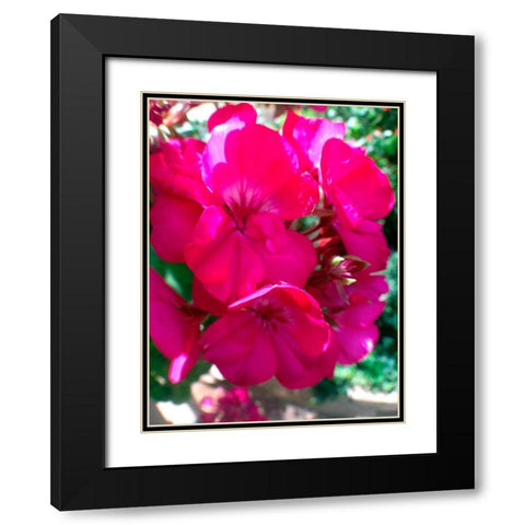 Red Begonias I Black Modern Wood Framed Art Print with Double Matting by Grayscale