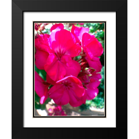 Red Begonias I Black Modern Wood Framed Art Print with Double Matting by Grayscale