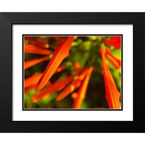 Orange Spikes I Black Modern Wood Framed Art Print with Double Matting by Grayscale