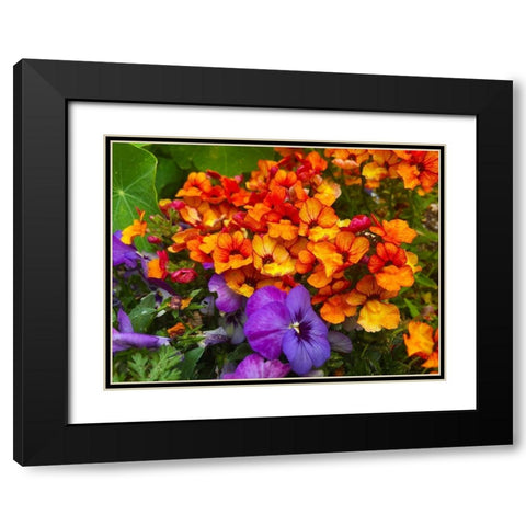 Orange and Purple Blooms I Black Modern Wood Framed Art Print with Double Matting by Grayscale