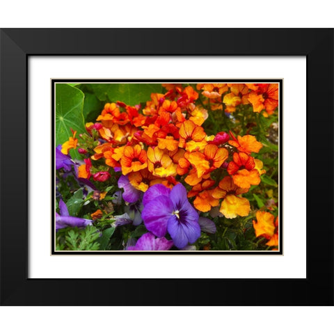 Orange and Purple Blooms I Black Modern Wood Framed Art Print with Double Matting by Grayscale