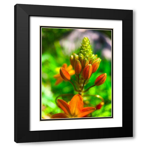 Orange Blooms II Black Modern Wood Framed Art Print with Double Matting by Grayscale