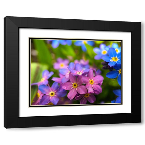 Blue and Purple Blooms I Black Modern Wood Framed Art Print with Double Matting by Grayscale