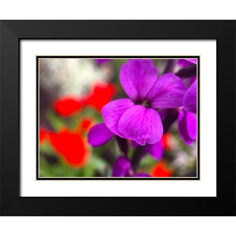 Red and Purple Blooms I Black Modern Wood Framed Art Print with Double Matting by Grayscale