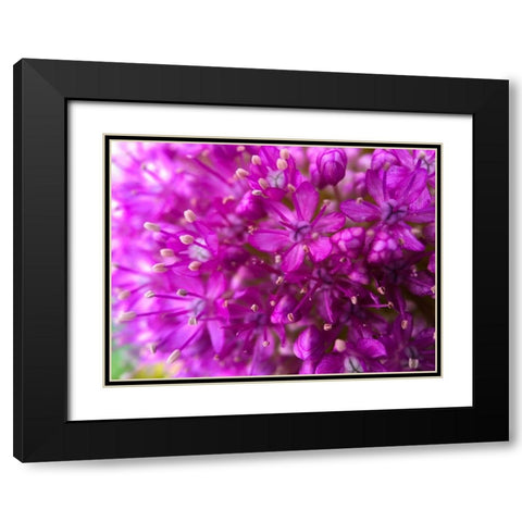 Purple Cluster III Black Modern Wood Framed Art Print with Double Matting by Grayscale