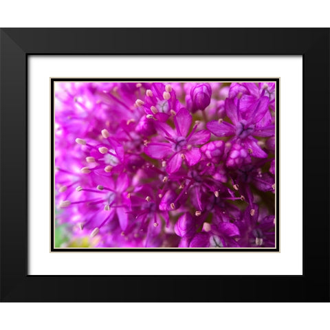 Purple Cluster III Black Modern Wood Framed Art Print with Double Matting by Grayscale