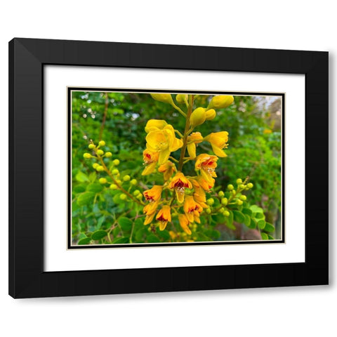 Yellow Blooms III Black Modern Wood Framed Art Print with Double Matting by Grayscale