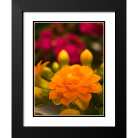Yellow Blooms V Black Modern Wood Framed Art Print with Double Matting by Grayscale