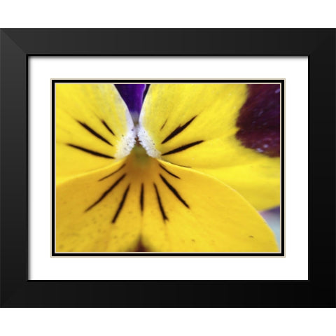 Yellow Flower I Black Modern Wood Framed Art Print with Double Matting by Grayscale