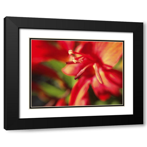 Red Wildflower II Black Modern Wood Framed Art Print with Double Matting by Grayscale
