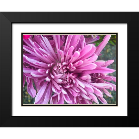 Pink Flowers I Black Modern Wood Framed Art Print with Double Matting by Grayscale