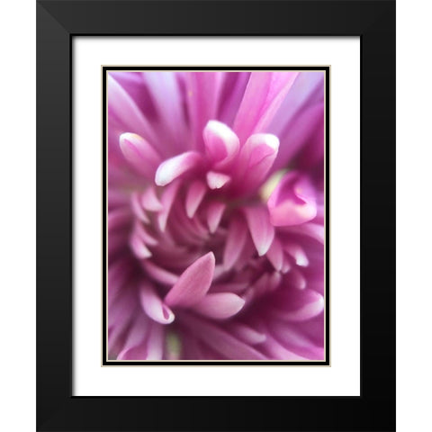 Pink Flower I Black Modern Wood Framed Art Print with Double Matting by Grayscale