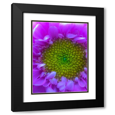 Flower Center I Black Modern Wood Framed Art Print with Double Matting by Grayscale