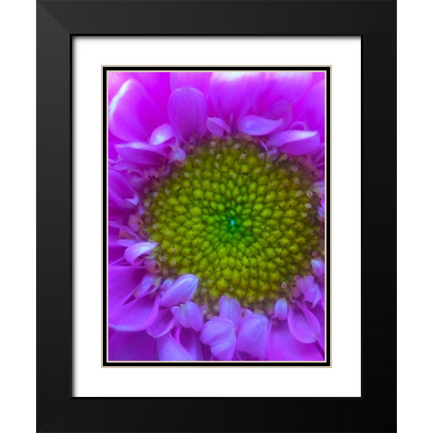 Flower Center I Black Modern Wood Framed Art Print with Double Matting by Grayscale