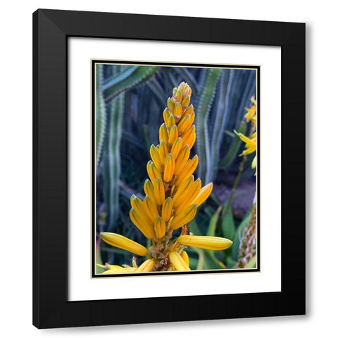 Aloe Blooms II Black Modern Wood Framed Art Print with Double Matting by Grayscale