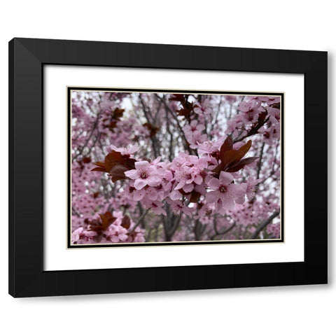 Cherry Blossoms I Black Modern Wood Framed Art Print with Double Matting by Grayscale
