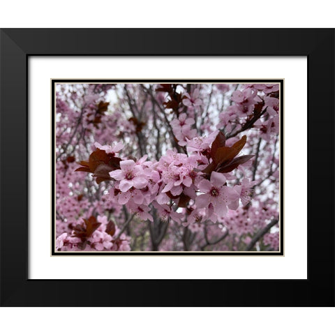 Cherry Blossoms I Black Modern Wood Framed Art Print with Double Matting by Grayscale