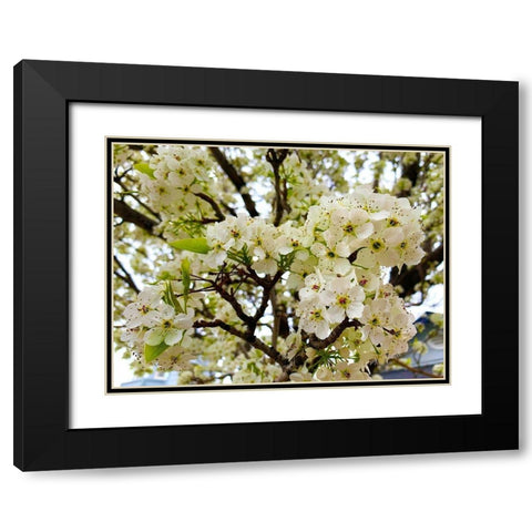 Pear Blossoms I Black Modern Wood Framed Art Print with Double Matting by Grayscale