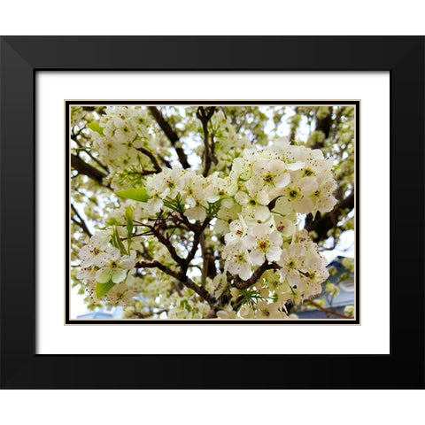 Pear Blossoms I Black Modern Wood Framed Art Print with Double Matting by Grayscale