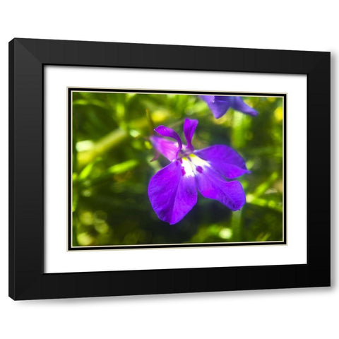 Rosemary Flower I Black Modern Wood Framed Art Print with Double Matting by Grayscale