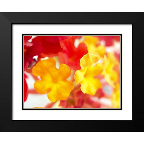 Lantana VI Black Modern Wood Framed Art Print with Double Matting by Grayscale