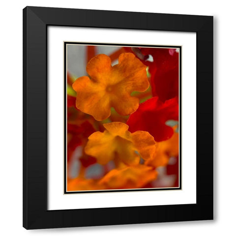 Lantana VII Black Modern Wood Framed Art Print with Double Matting by Grayscale