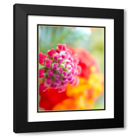 Lantana VIII Black Modern Wood Framed Art Print with Double Matting by Grayscale