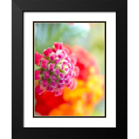 Lantana VIII Black Modern Wood Framed Art Print with Double Matting by Grayscale
