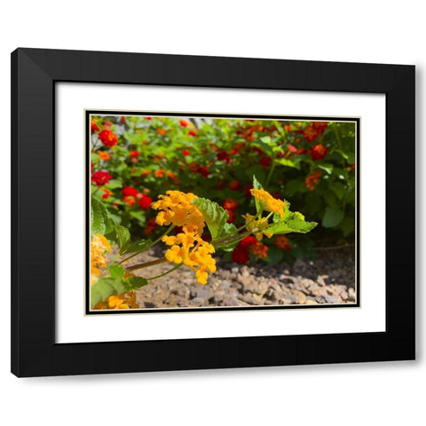 Lantana IX Black Modern Wood Framed Art Print with Double Matting by Grayscale