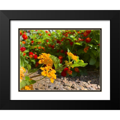 Lantana IX Black Modern Wood Framed Art Print with Double Matting by Grayscale