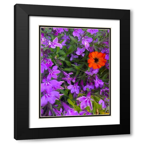 Flower Spot I Black Modern Wood Framed Art Print with Double Matting by Grayscale